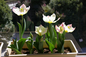 tulip_flower.jpg