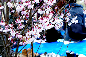 11hanami005.JPG