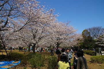 narita_hanami01.JPG